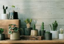 キントー、初の植物コレクション「MOLLIS」を発売